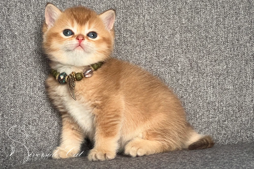 Skót állófülű macska - Chocolate Golden Shaded színnel