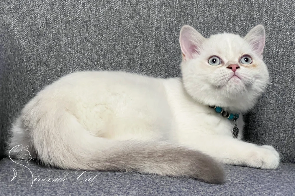 Skót állófülű macska - Lilac Golden Tabby Point színnel