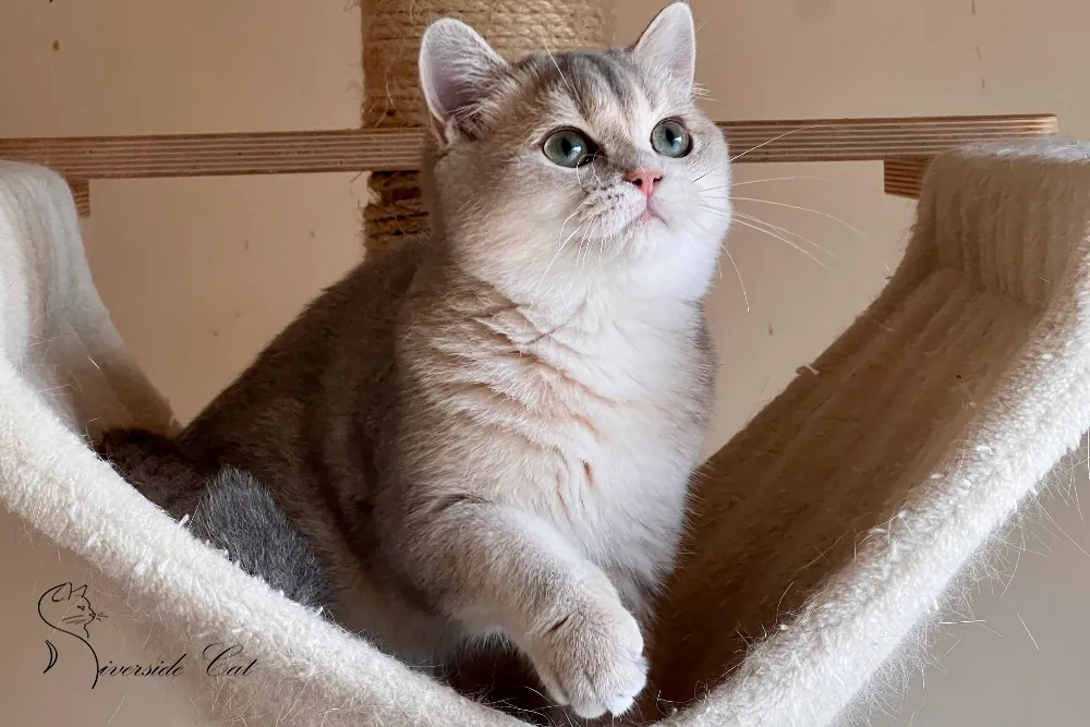 Skót állófülű macska - Blue Golden Shaded színnel