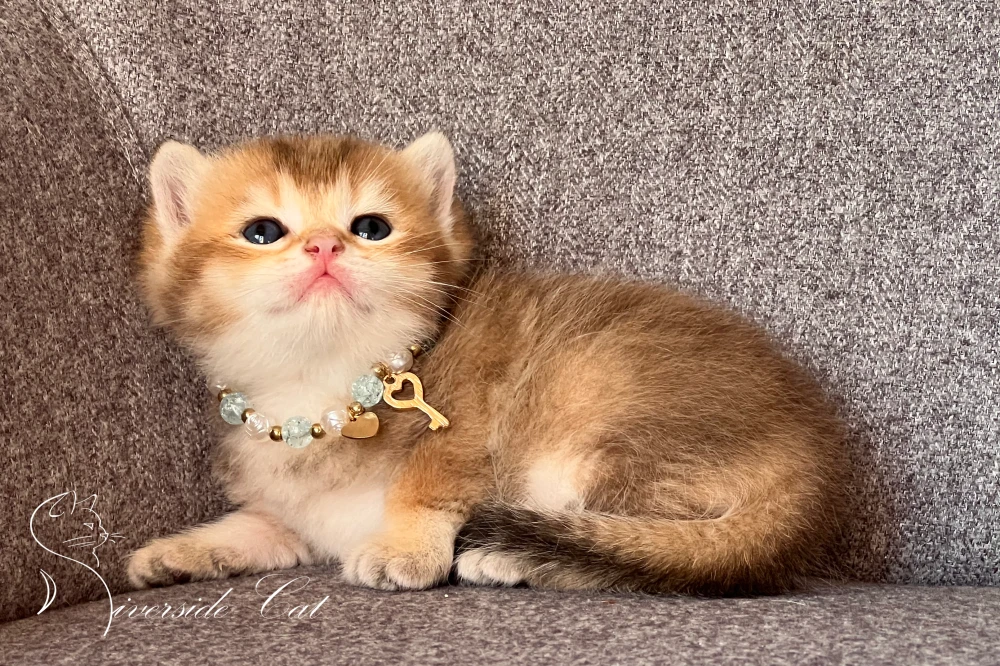 Brit rövidszőrű macska - Black Golden Shaded színnel