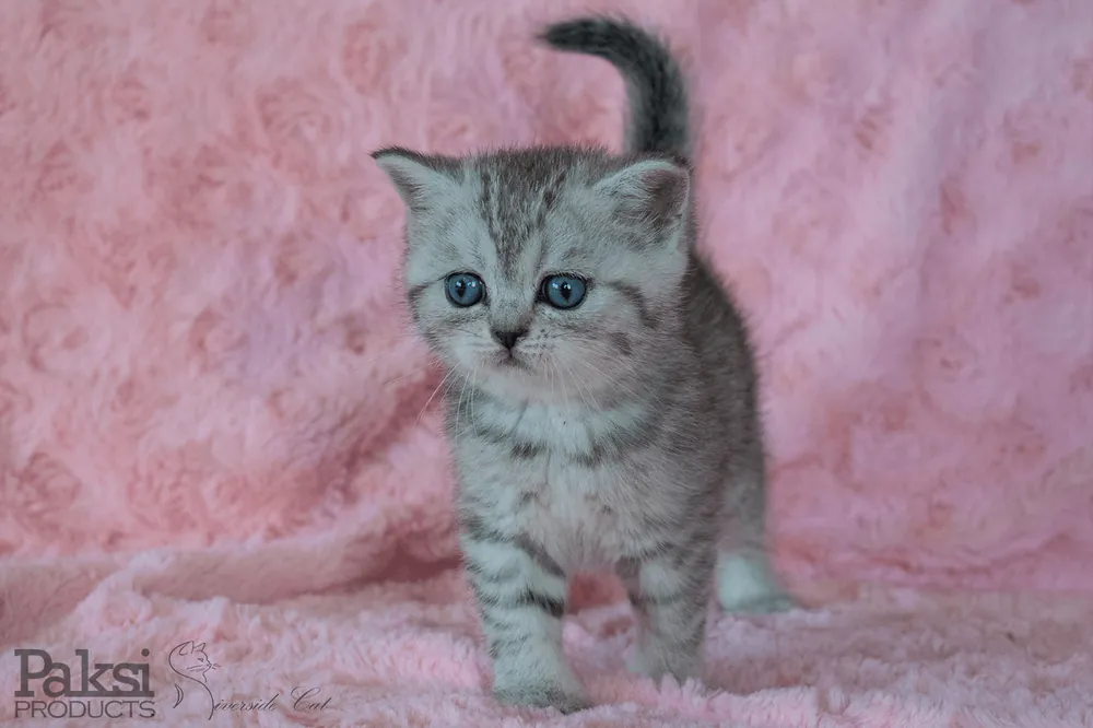 Skót állófülű macska - Black Silver Mackerel Tabby színnel