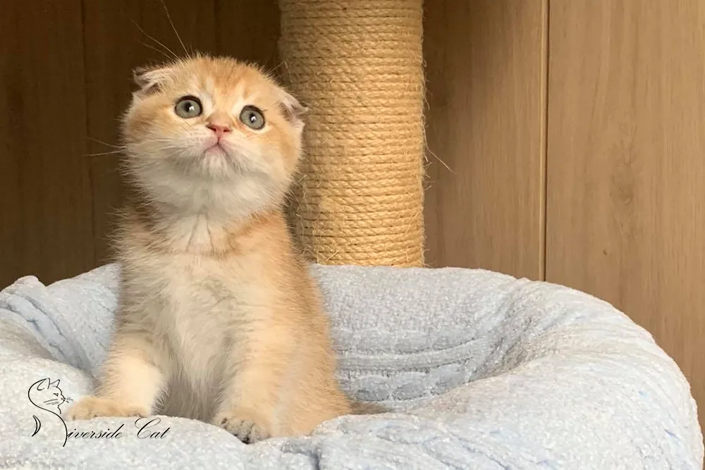 Skót lógófülű macska - Black Golden Shaded színnel