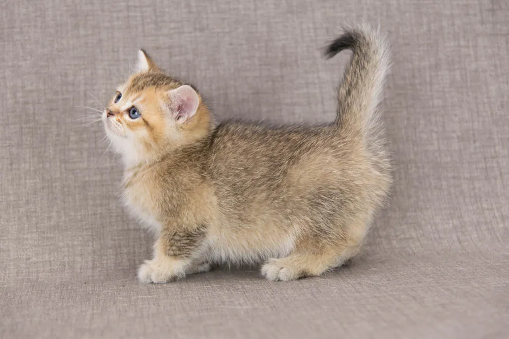 Brit macska - Black Golden Ticked Tabby színnel