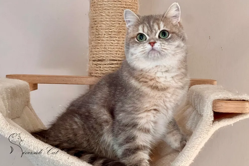 Brit macska - Blue Golden Mackerel Tabby színnel