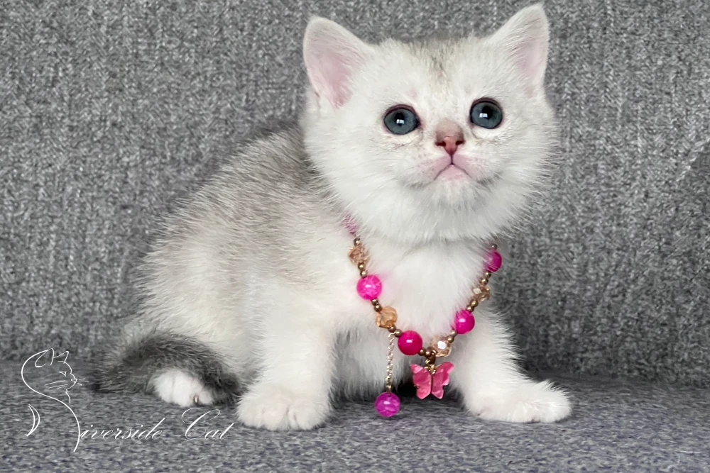 Brit macska - Blue Silver Shaded színnel