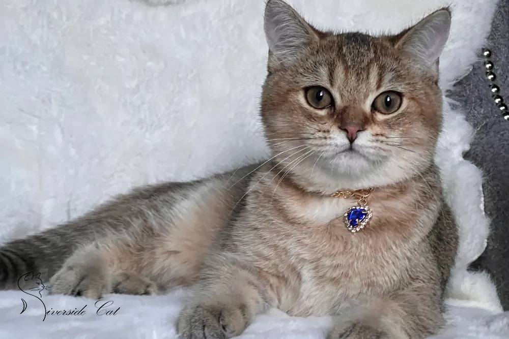 Brit macska - Black Golden Ticked Tabby színnel