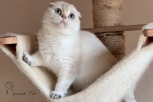 Skót lógófülű macska - Black Golden Ticked Tabby Point színnel