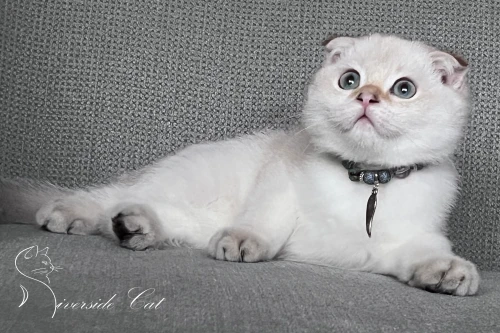 Skót lógófülű macska - Black Golden Tabby Point színnel