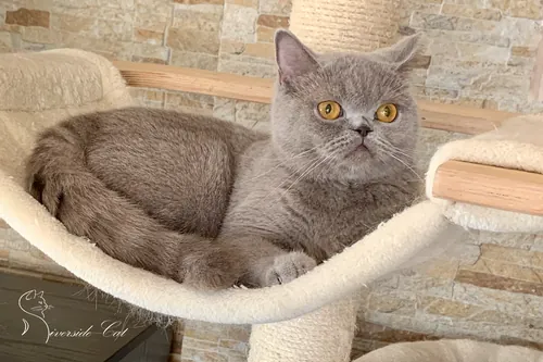 Brit macska - Lilac színnel