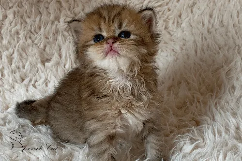 Brit macska - Black Golden Ticked Tabby színnel