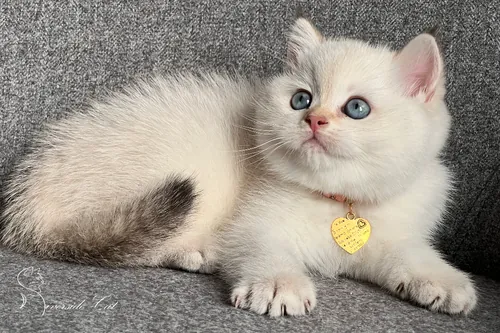 Skót állófülű macska - Black Golden Shaded Point színnel