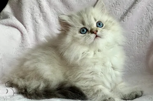 Brit macska - Black Golden Ticked Tabby Point színnel