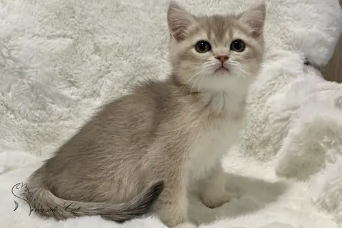 Brit macska - Blue Golden Shaded színnel