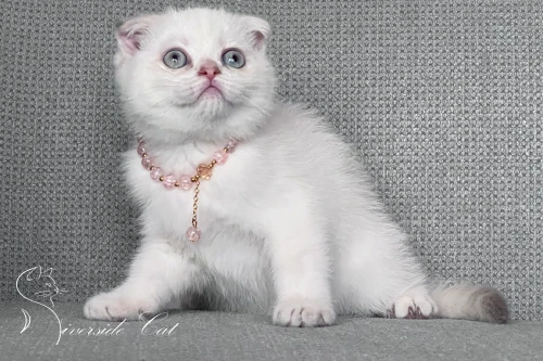 Skót lógófülű macska - Lilac Golden Tabby Point színnel