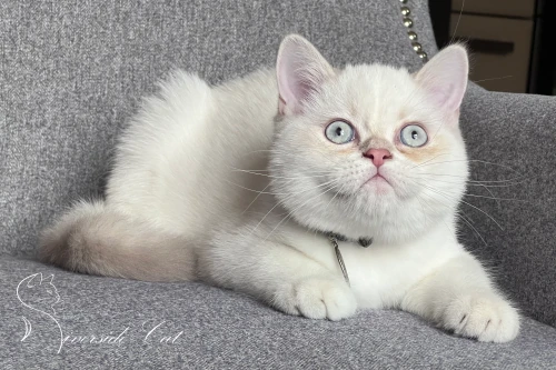 Skót állófülű macska - Lilac Golden Tabby Point színnel