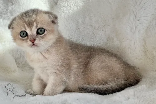 Skót lógófülű macska - Blue Golden Shaded színnel