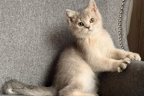 Skót állófülű macska - Blue Golden Shaded színnel