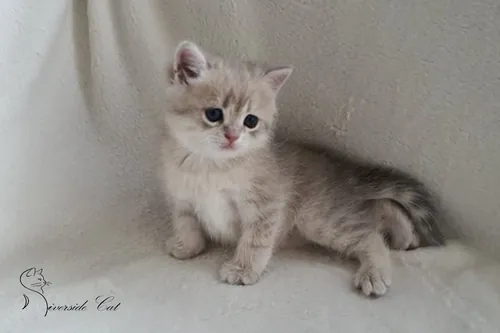 Brit macska - Blue Golden Shaded színnel