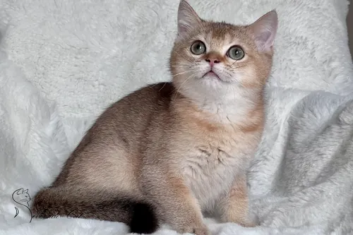 Brit macska - Black Golden Shaded színnel