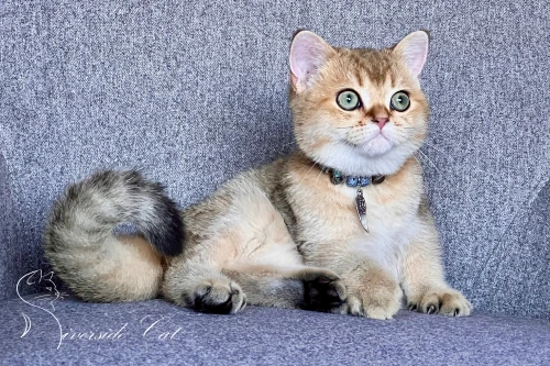 Skót állófülű macska - Black Golden Shaded színnel