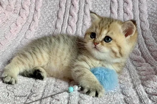 Brit macska - Black Golden Mackerel Tabby színnel