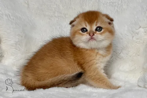 Skót lógófülű macska - Black Golden Shaded színnel