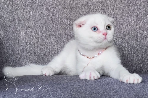 Skót lógófülű macska - White színnel