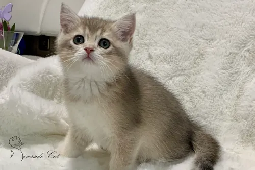 Brit macska - Blue Golden Shaded színnel