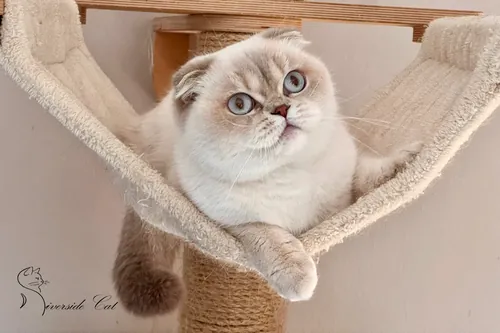 Skót lógófülű macska - Lilac Golden Shaded Point színnel