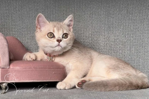 Skót állófülű macska - Lilac Golden Shaded színnel