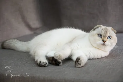 Skót lógófülű macska - Chocolate Golden Ticked Tabby Point színnel