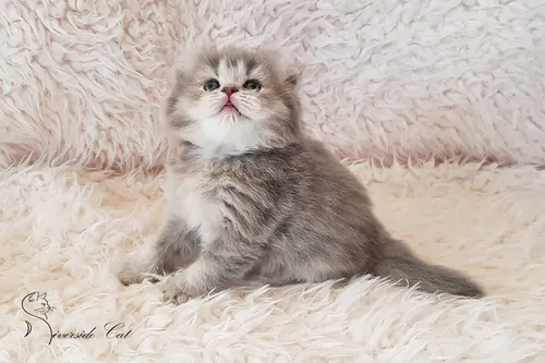 Skót lógófülű macska - Blue Golden Shaded színnel