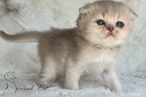 Skót lógófülű macska - Blue Golden Shaded színnel