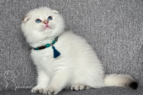 Skót lógófülű macska - Black Golden Shaded Point színnel