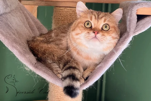 Skót állófülű macska - Black Golden Mackerel Tabby színnel