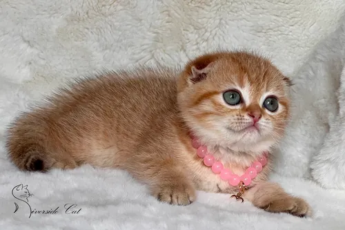 Skót lógófülű macska - Chocolate Golden Mackerel Tabby színnel