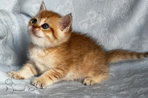 Skót állófülű macska - Chocolate Golden Shaded színnel