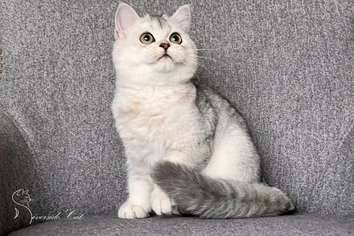 Brit macska - Black Silver Shaded színnel