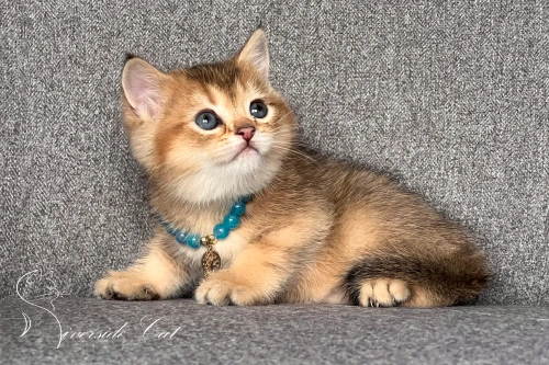 Brit rövidszőrű macska - Black Golden Shaded színnel