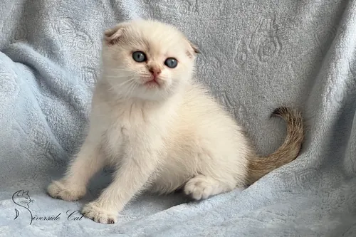 Skót lógófülű macska - Black Golden Shaded Point színnel