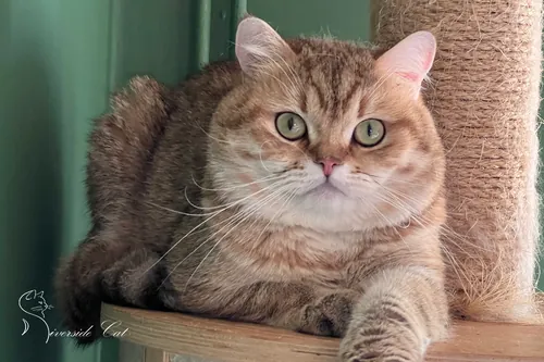 Skót állófülű macska - Black Golden Mackerel Tabby színnel