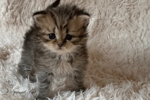 Brit macska - Black Ticked Tabby színnel