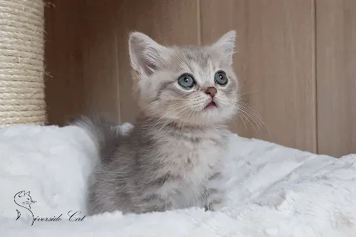 Brit macska - Blue Golden Shaded színnel