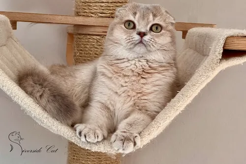 Skót lógófülű macska - Blue Golden Shaded színnel