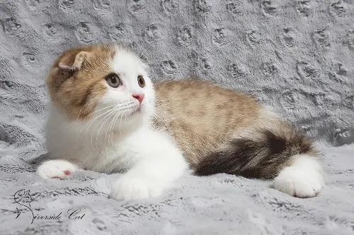 Skót lógófülű macska - Chocolate Van Spotted Tabby színnel