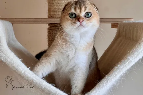 Skót lógófülű macska - Black Golden Shaded színnel