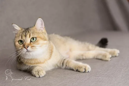 Brit macska - Black Golden Ticked Tabby színnel