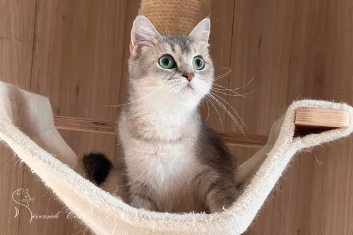 Skót állófülű macska - Blue Golden Shaded színnel