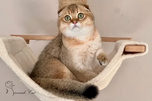 Skót lógófülű macska - Black Golden Shaded színnel