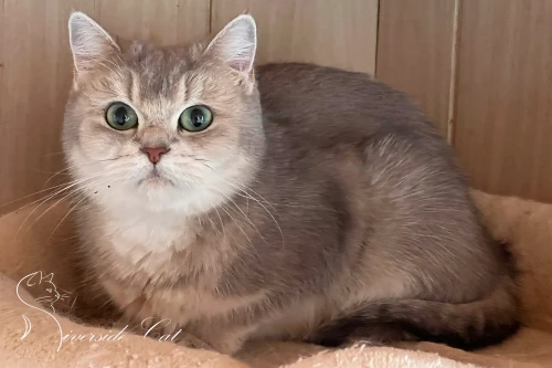 Skót állófülű macska - Blue Golden Shaded színnel